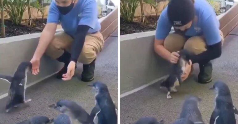 penguin reunited with woman