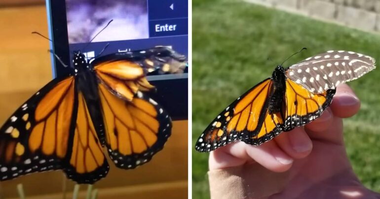 woman repairs butterfly wing