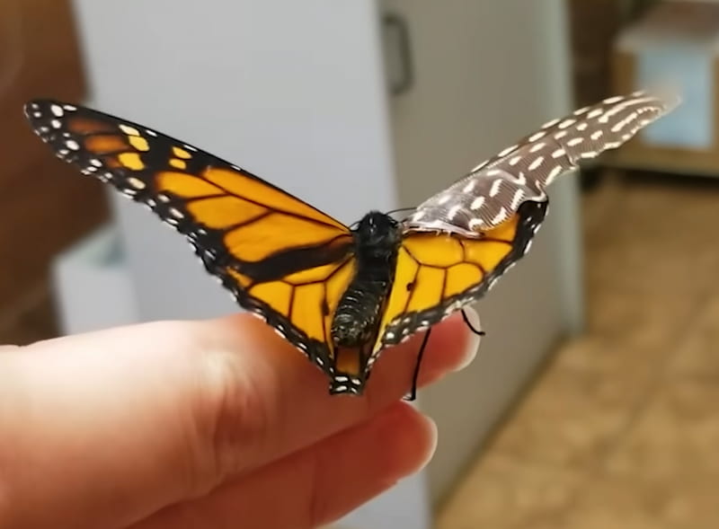 woman repairs butterfly wing with feather