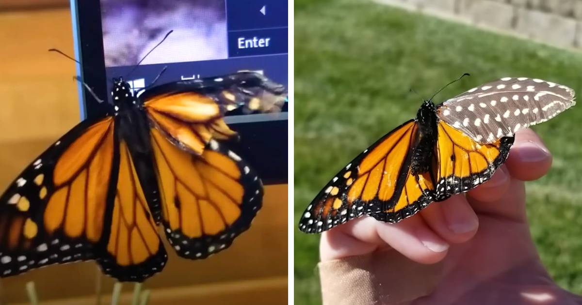 woman repairs butterfly wing
