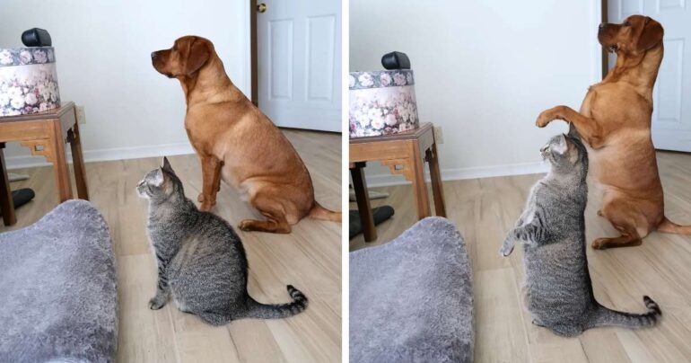 cat and dog bob marley stand up