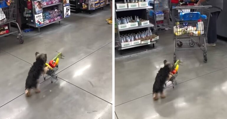 dog pushing shopping cart