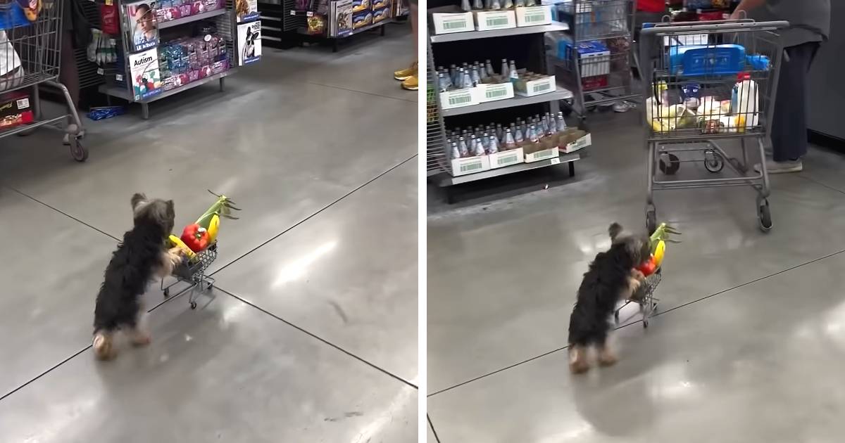 dog pushing shopping cart