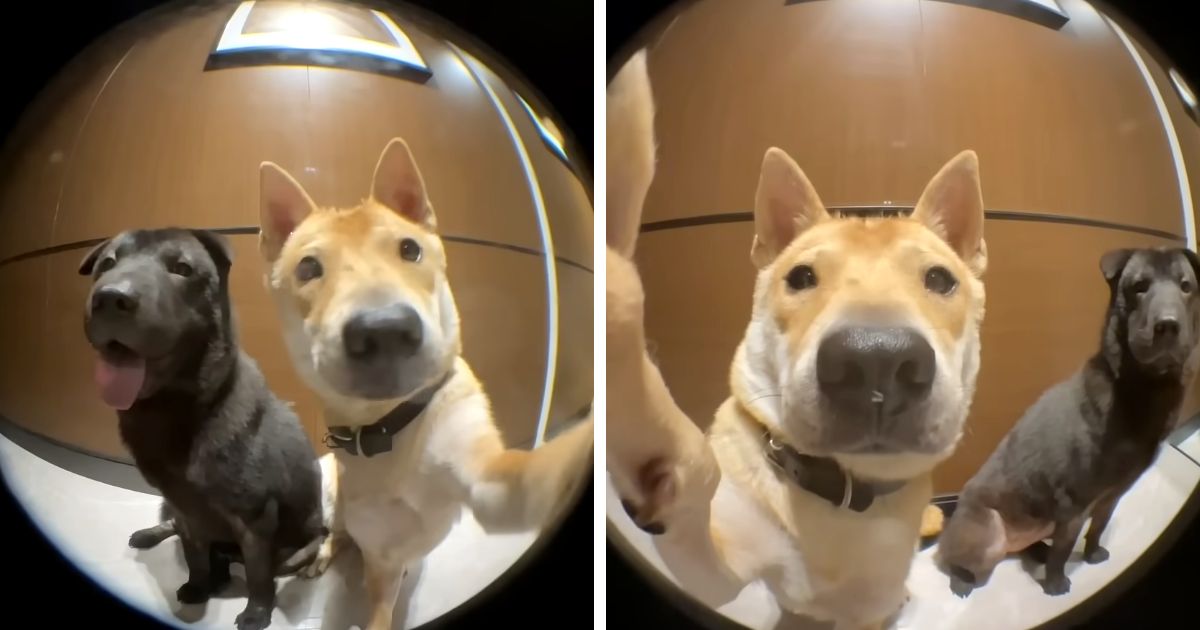 dog rings doorbell then knocks