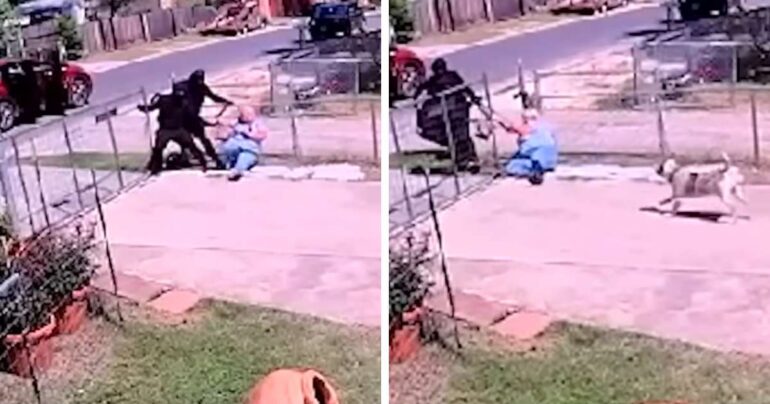 dog saves mom from robbers