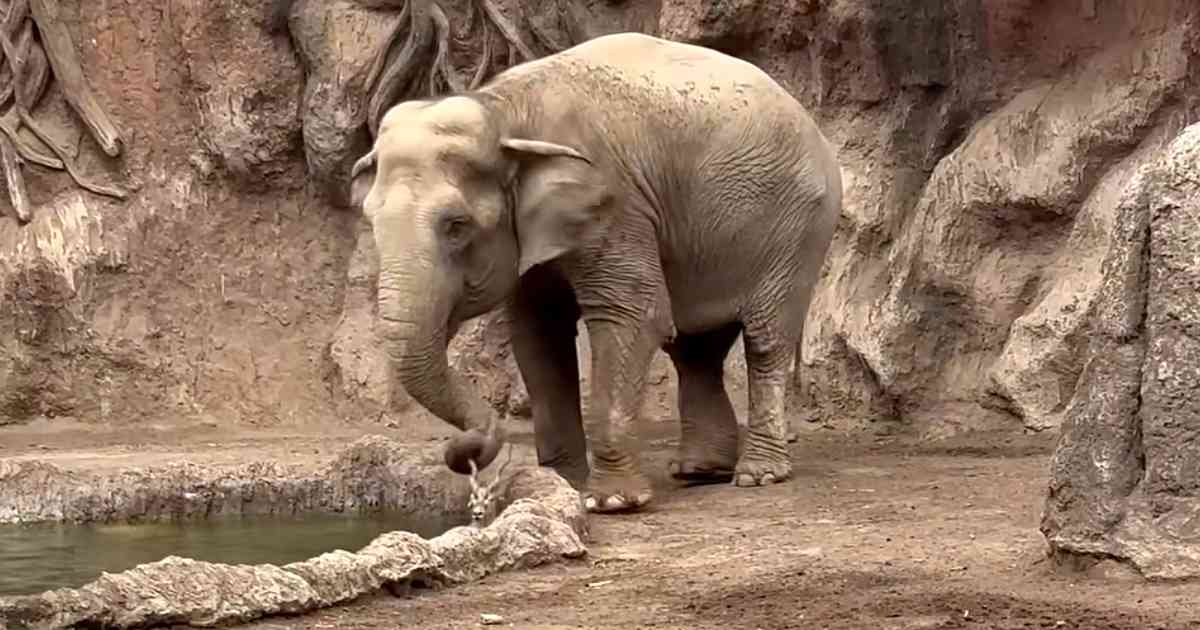 elephant saves drowning gazelle guatemala