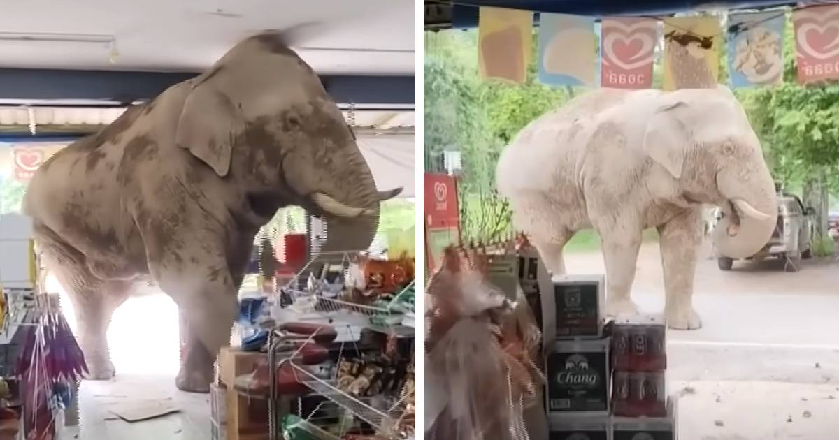 elephant visits grocery store