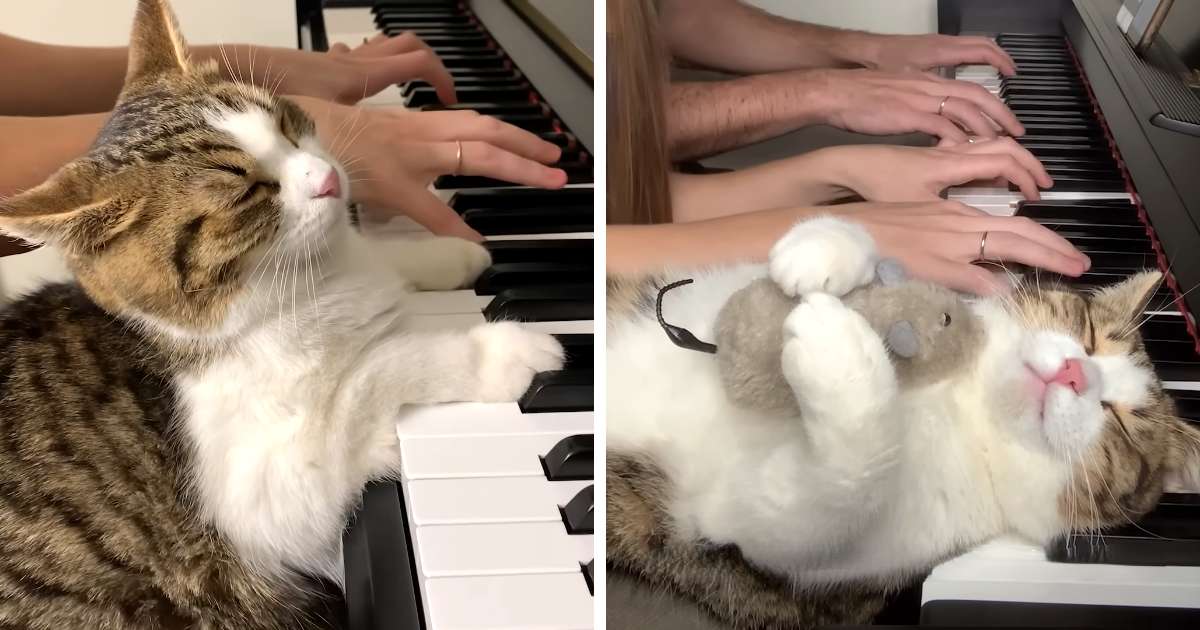 piano loving cat zlatko