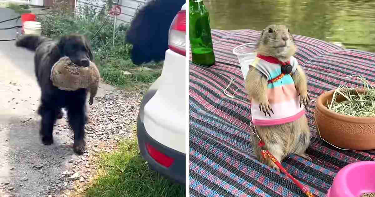 prairie dog rescue