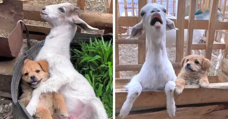 puppy goat friendship video