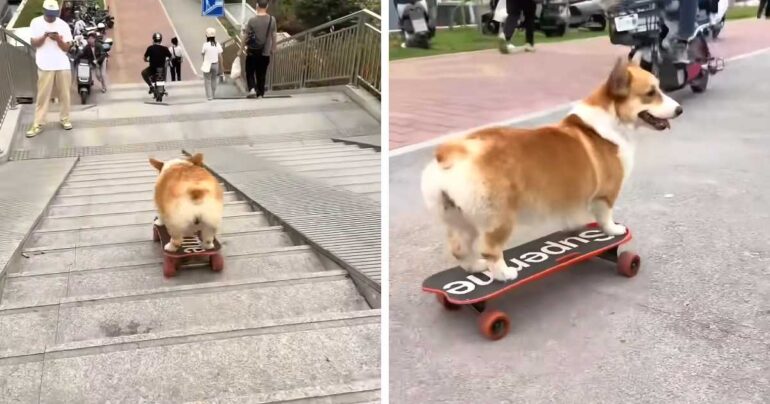 skateboarding dog going down stairs