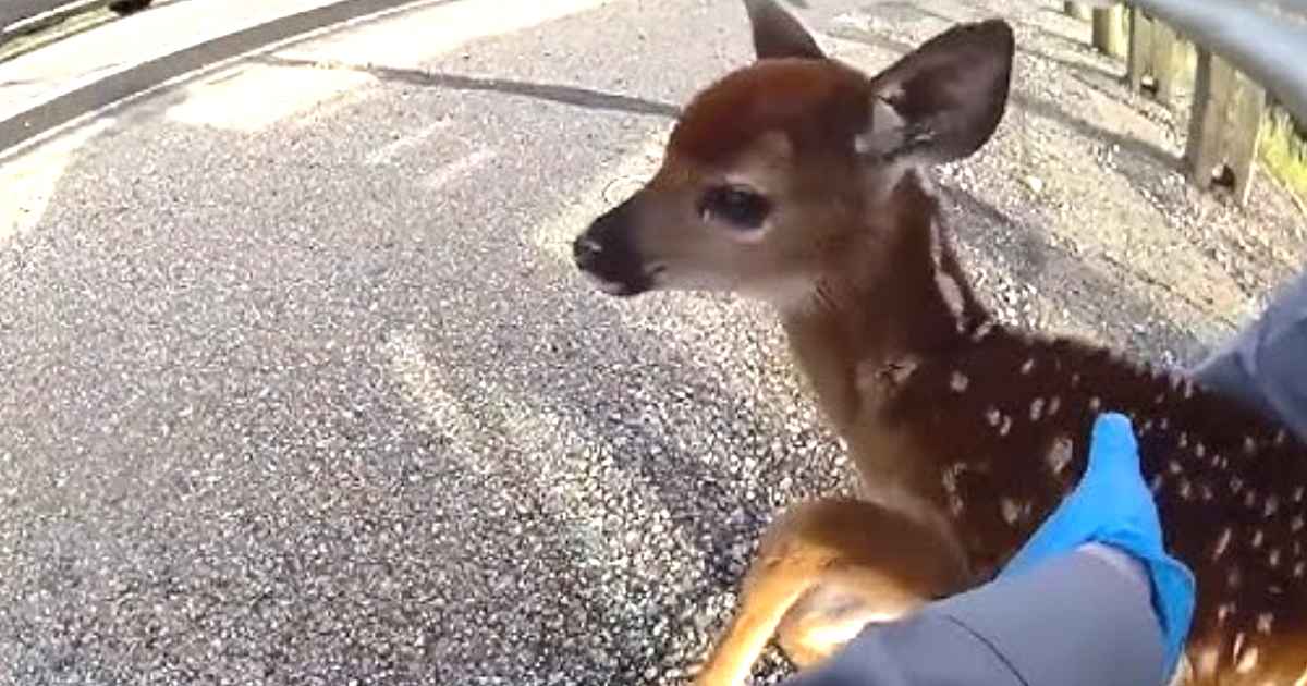 trooper saves fawn haley shreck