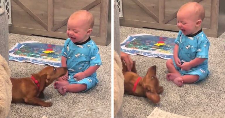 baby laughing at dog