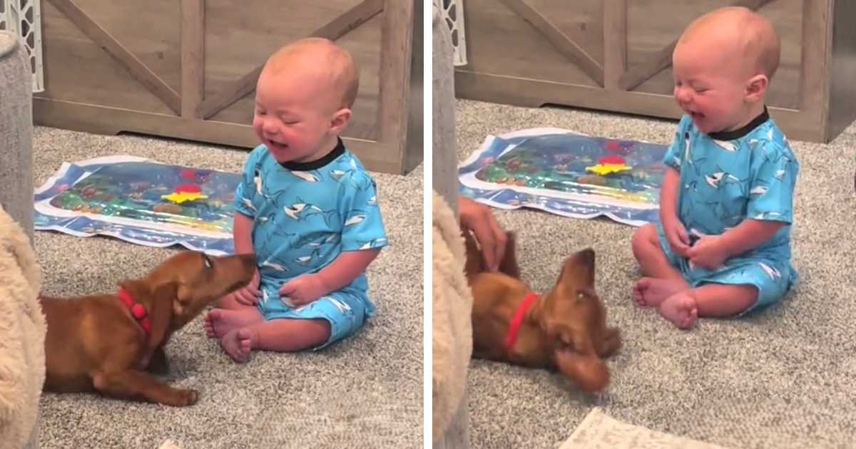 baby laughing at dog
