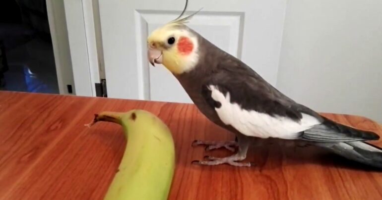bird singing happy and you know it