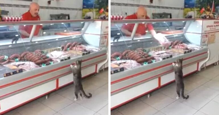 cat grocery shopping