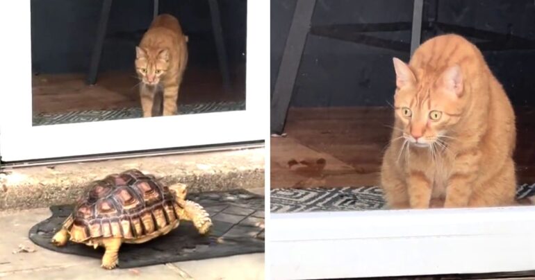 cat sees tortoise