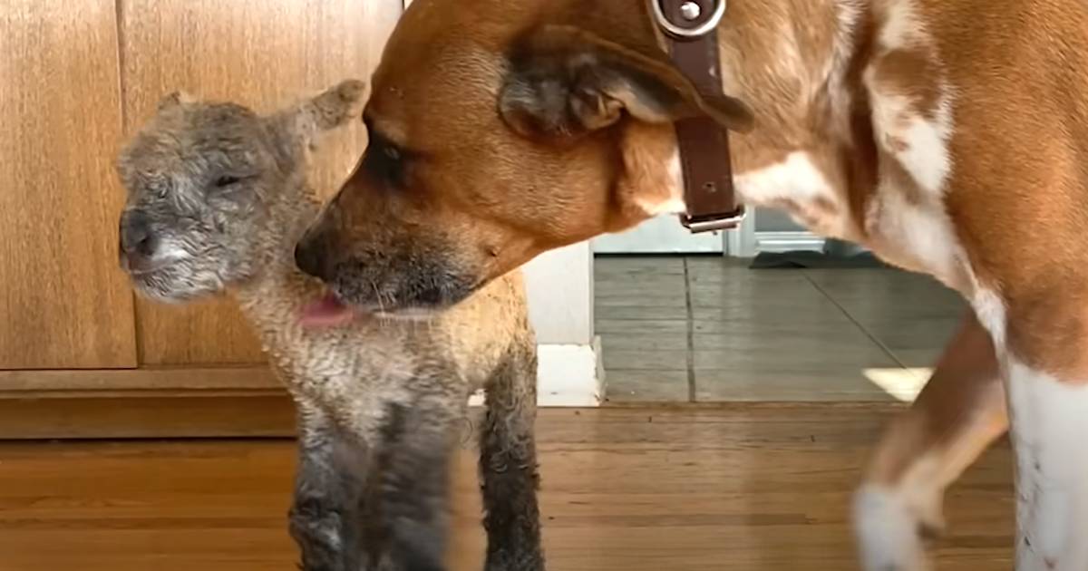 dog adopts rejected lamb