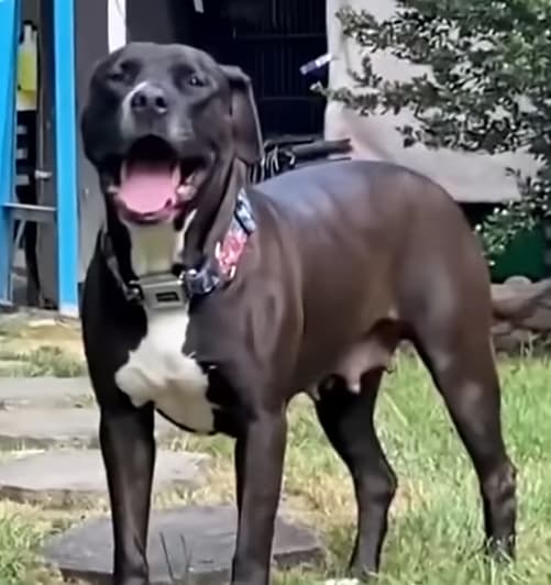 dog predicts seizure