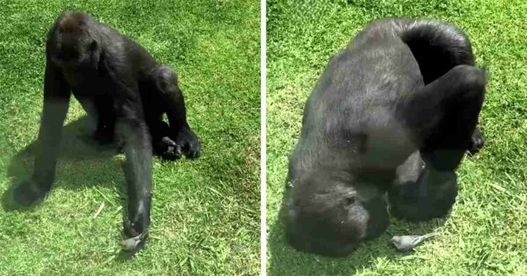 gorilla comforts injured bird