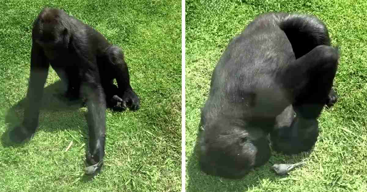 gorilla comforts injured bird