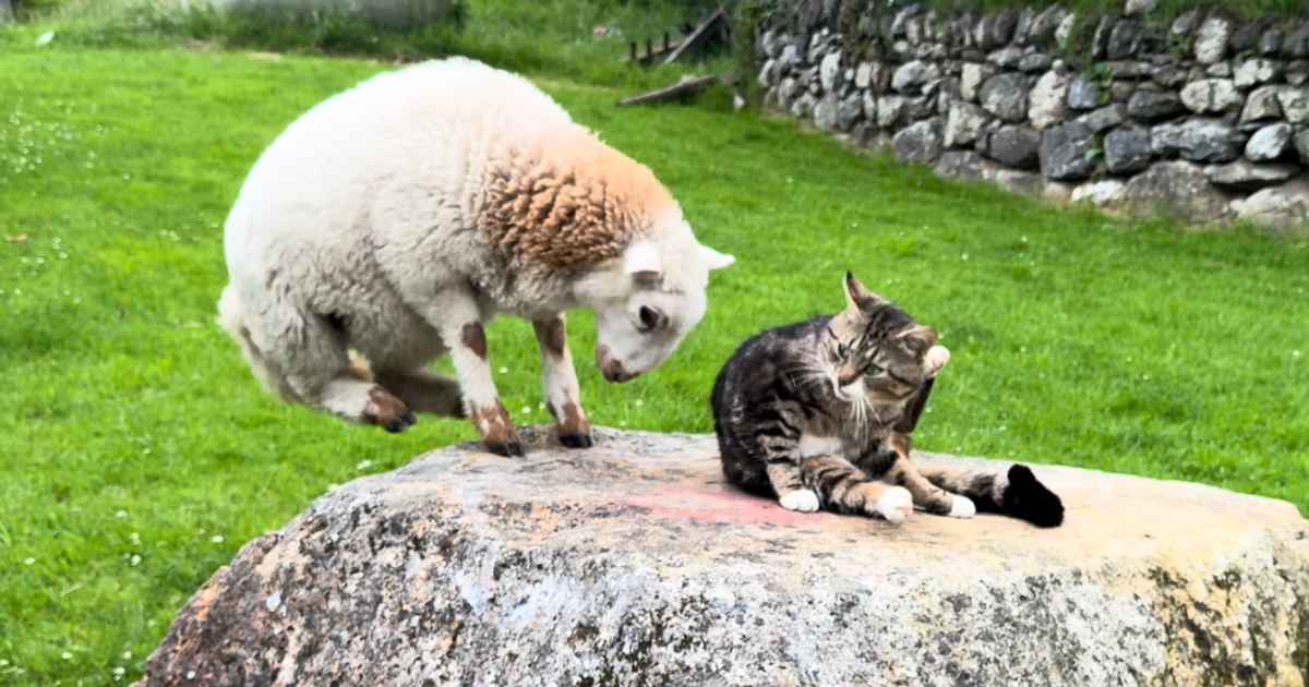 lamb cat rock battle