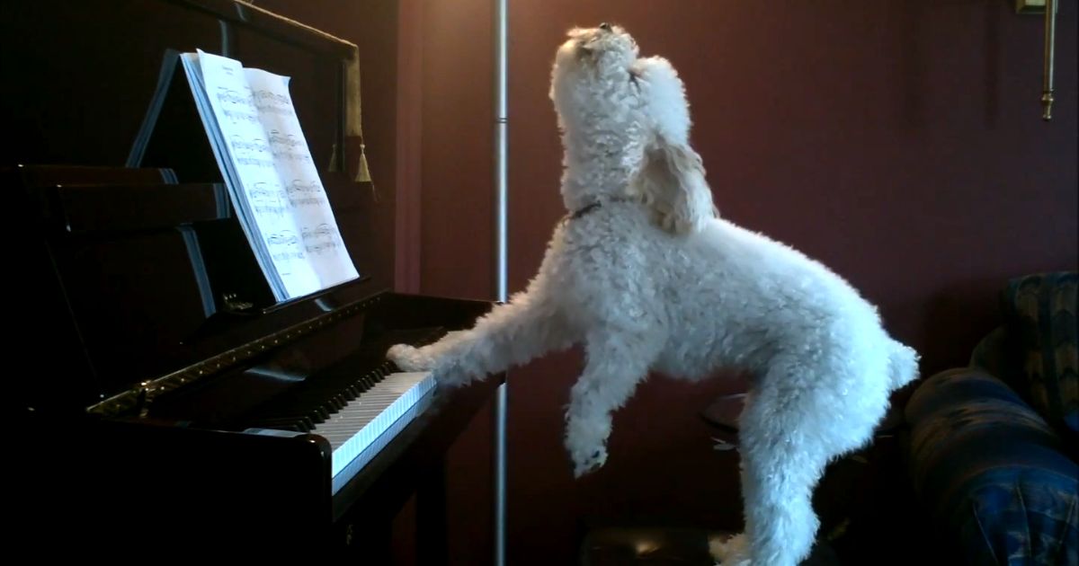 schnoodle playing piano
