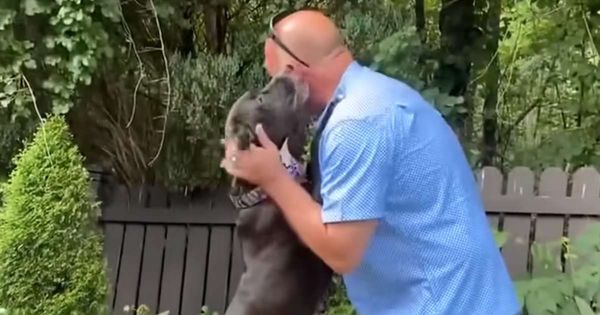 stray dog detects seizure