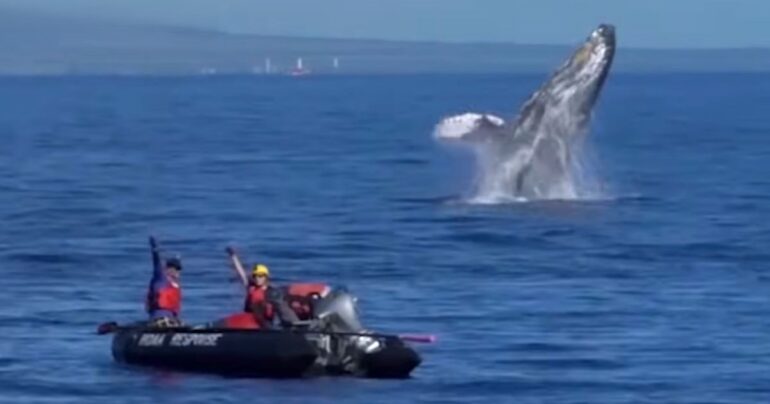 whale thanks rescuers